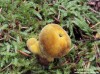hnědák Schweinitzův (Houby), Phaeolus schweinitzii (Fungi)